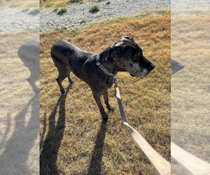 Roseanne - Female Great Dane Dog for Adoption - Photo #9