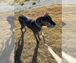 Small Photo #9 Great Dane Puppy For Sale in Bullard, TX, USA
