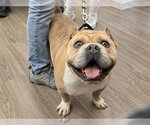 Small #2 American Bulldog