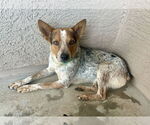 Small Photo #4 Mutt Puppy For Sale in Chandler, AZ, USA