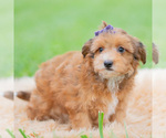 Small Photo #61 Yorkipoo Puppy For Sale in WARSAW, IN, USA