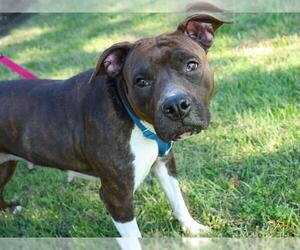 American Staffordshire Terrier-Unknown Mix Dogs for adoption in Tallahassee, FL, USA