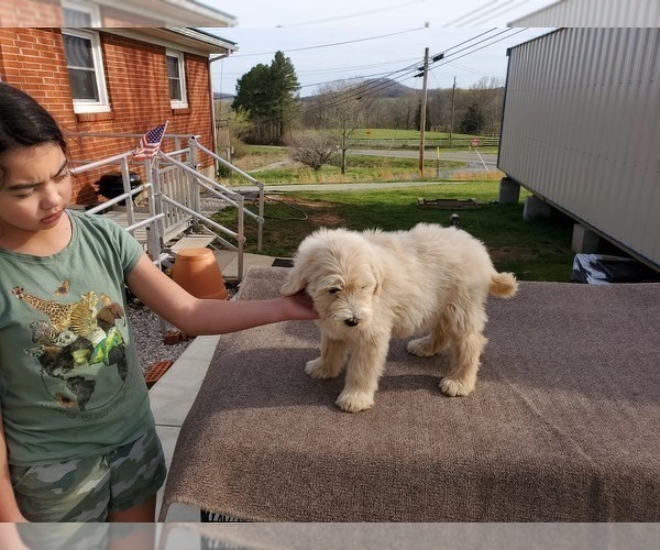 Medium Photo #7 Pyredoodle Puppy For Sale in MAGNOLIA, KY, USA