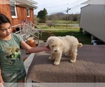 Small Photo #7 Pyredoodle Puppy For Sale in MAGNOLIA, KY, USA