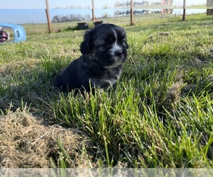 Shinese Puppy for sale in CLAY, CA, USA