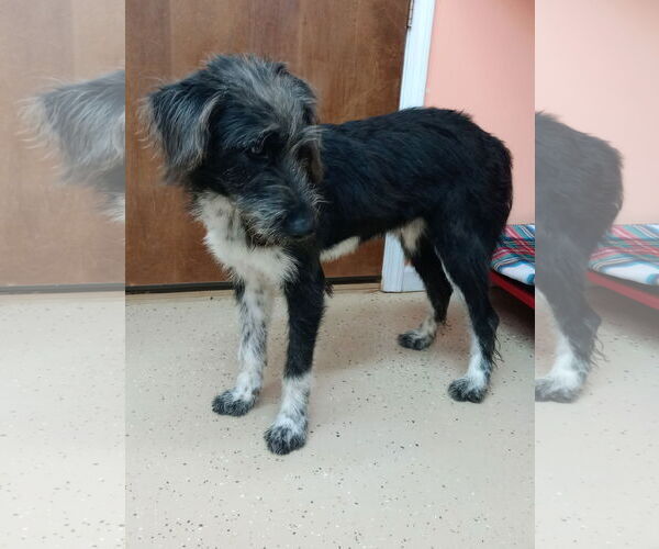 Medium Photo #4 Aussie Siberian Puppy For Sale in York, SC, USA