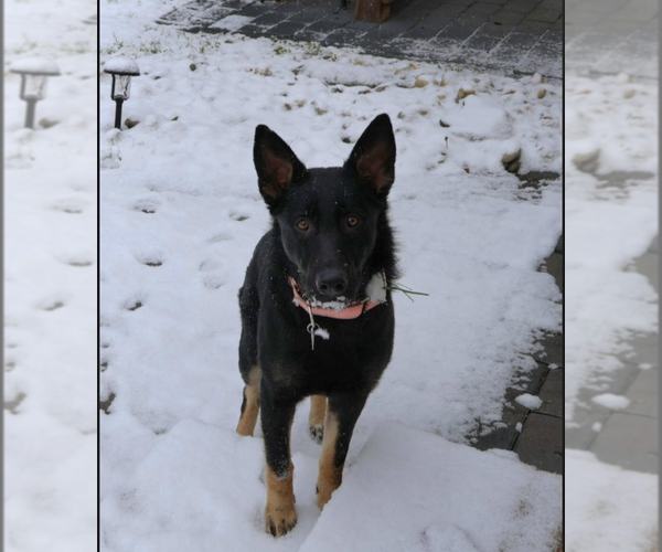 Medium Photo #2 German Shepherd Dog Puppy For Sale in Mt. Airy, MD, USA
