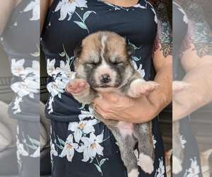 Akita Puppy for Sale in PICKENS, South Carolina USA