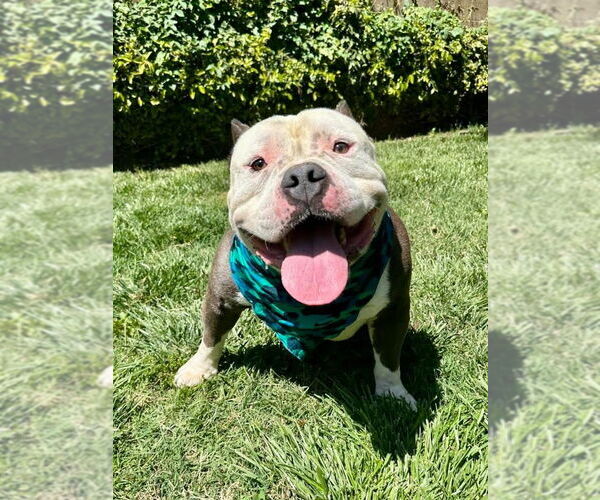 Medium Photo #6 American Bulldog-American Staffordshire Terrier Mix Puppy For Sale in Redlands, CA, USA