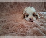 Small Photo #10 Cavapoo (Miniature) Puppy For Sale in STANLEY, WI, USA