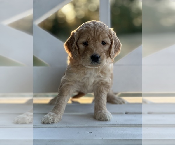 Medium Photo #2 Goldendoodle (Miniature) Puppy For Sale in SOUTH BOSTON, VA, USA