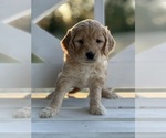 Small Photo #2 Goldendoodle (Miniature) Puppy For Sale in SOUTH BOSTON, VA, USA