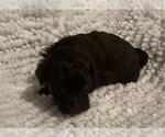 Small Photo #14 Havanese Puppy For Sale in ATHENS, GA, USA