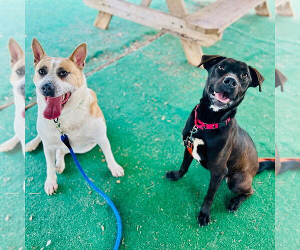 Medium Photo #3 Mutt Puppy For Sale in Canton, CT, USA