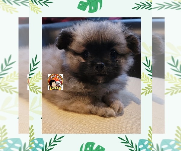 Medium Photo #1 Pomeranian Puppy For Sale in WENATCHEE, WA, USA