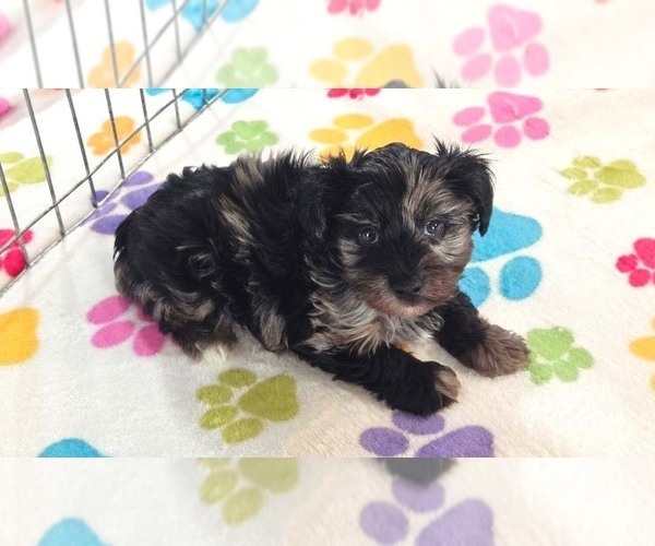 Medium Photo #1 Yorkipoo Puppy For Sale in ORO VALLEY, AZ, USA