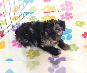 Yorkipoo Puppy for sale in ORO VALLEY, AZ, USA