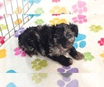 Small Yorkipoo