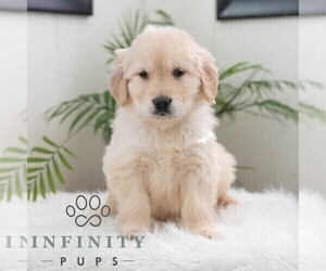 Golden Retriever Puppy for sale in NEWPORT, PA, USA