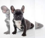 Small Photo #1 French Bulldog Puppy For Sale in DANIA, FL, USA