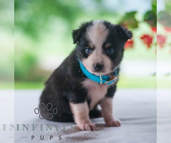 Medium Photo #4 Miniature Australian Shepherd Puppy For Sale in REBERSBURG, PA, USA