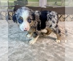 Small #8 Australian Shepherd