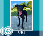 Small #14 Labrador Retriever Mix