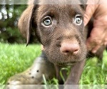 Small Photo #1 Labrador Retriever Puppy For Sale in MARYVILLE, TN, USA