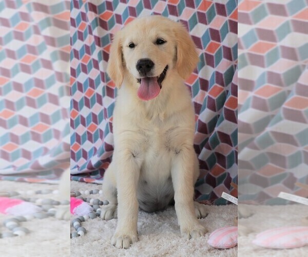 Medium Photo #10 Golden Retriever Puppy For Sale in SYRACUSE, IN, USA