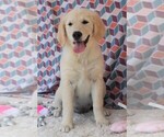 Small Photo #10 Golden Retriever Puppy For Sale in SYRACUSE, IN, USA