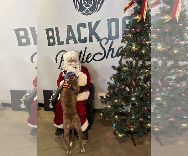 Medium Photo #3 Retriever -Unknown Mix Puppy For Sale in Holly Springs, NC, USA