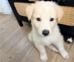 Puppy Prince Siberian Husky-Unknown Mix