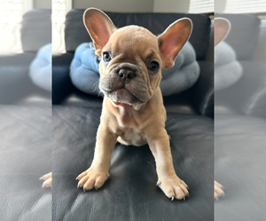 French Bulldog Puppy for Sale in CROSWELL, Michigan USA