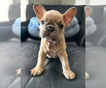 Small French Bulldog