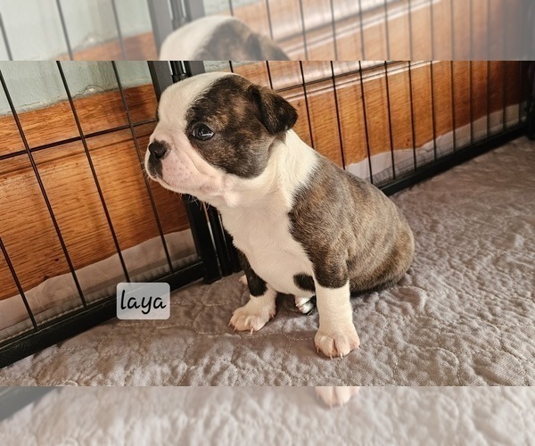 Medium Photo #3 Boston Terrier Puppy For Sale in GENOA, NE, USA