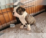 Small Photo #3 Boston Terrier Puppy For Sale in GENOA, NE, USA