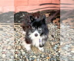Small #2 Pomeranian