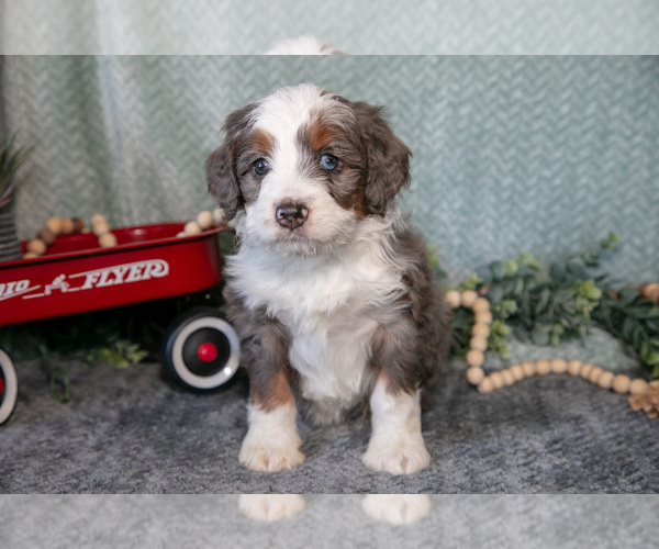 Medium Photo #2 Bernedoodle (Miniature) Puppy For Sale in APPLE CREEK, OH, USA