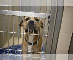 Mastiff-Unknown Mix Dogs for adoption in Decatur, IL, USA