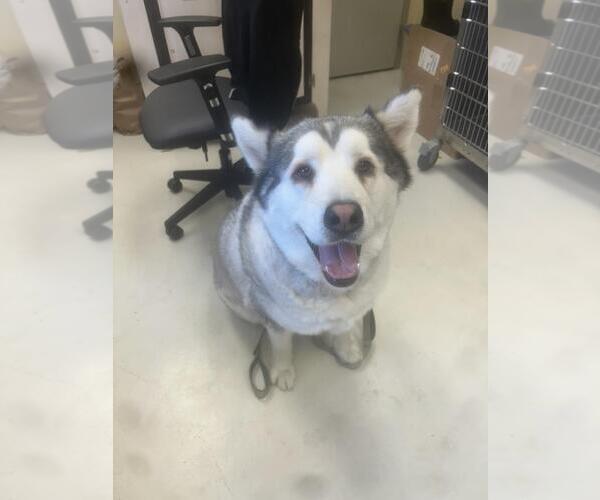 Medium Photo #1 Akita-Alaskan Malamute Mix Puppy For Sale in Santa Cruz, CA, USA