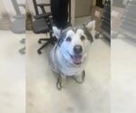 Small Akita-Alaskan Malamute Mix