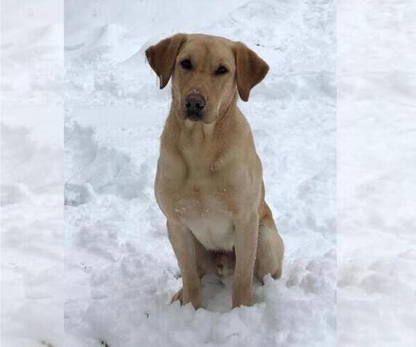 Medium Photo #6 Labrador Retriever Puppy For Sale in SHELTON, WA, USA