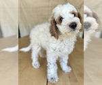 Puppy Brown collar Goldendoodle