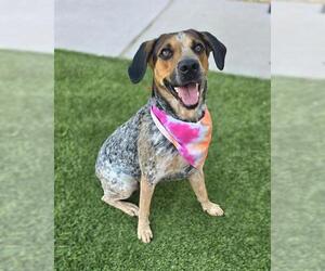 Bluetick Coonhound-Treeing Walker Coonhound Mix Dogs for adoption in Baytown, TX, USA