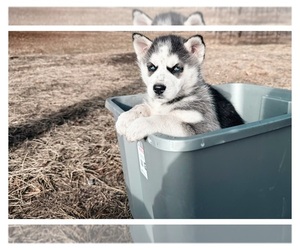 Siberian Husky Puppy for sale in LEON, IA, USA