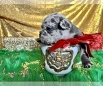 Small #15 French Bulldog