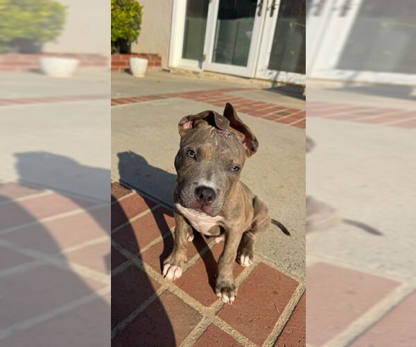 Medium Photo #2 American Staffordshire Terrier-Unknown Mix Puppy For Sale in San Juan Capistrano, CA, USA