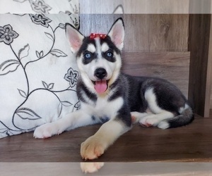 Medium Siberian Husky