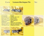 Puppy Lemon Meringue Dachshund