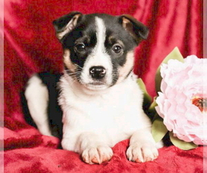 American Eskimo Dog (Toy)-Russell Terrier Mix Puppy for sale in STAFFORD SPRINGS, CT, USA